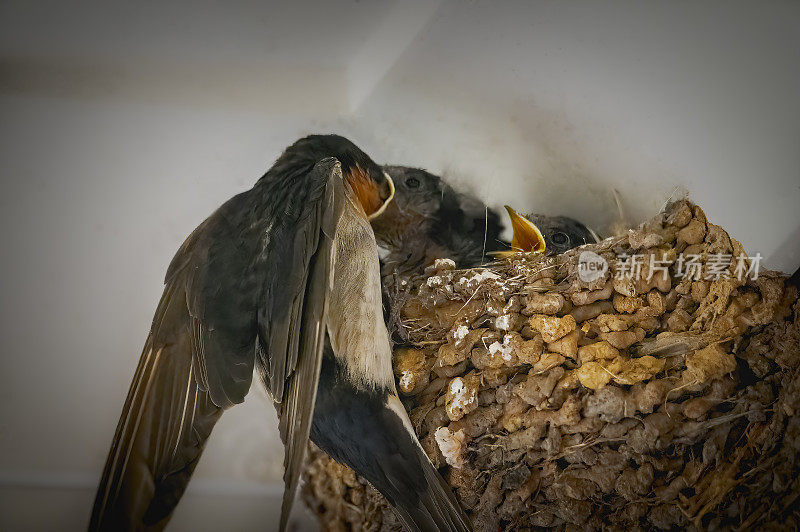 迎新燕子(Hirundo neoxena)